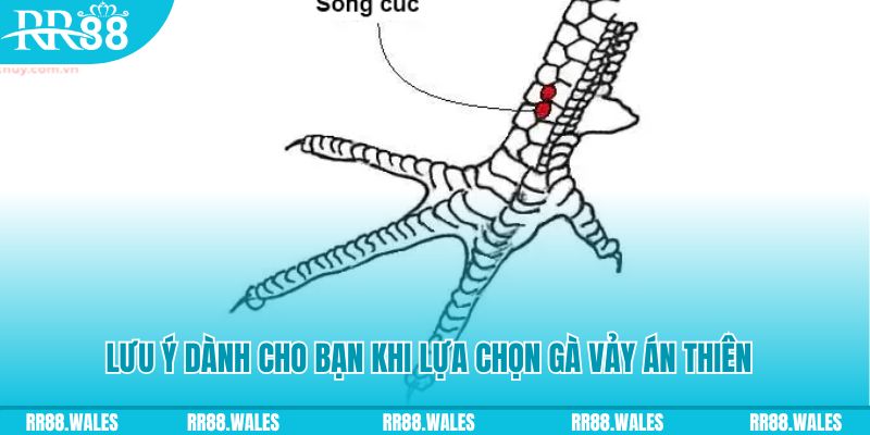 zx88 win how to play roulette at casino