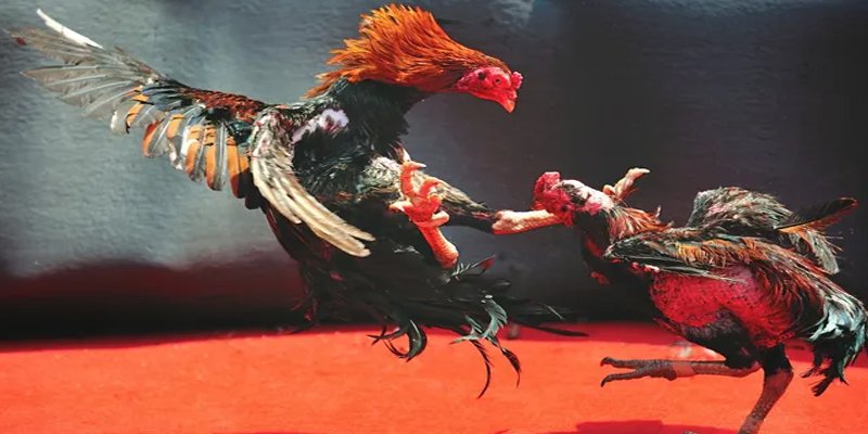 zx88 win đăng nhập nổ hũ số 1