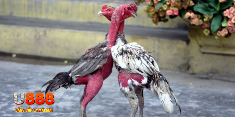 zx88 win bàn cầu điểm số tay trước trong baccarat là gì