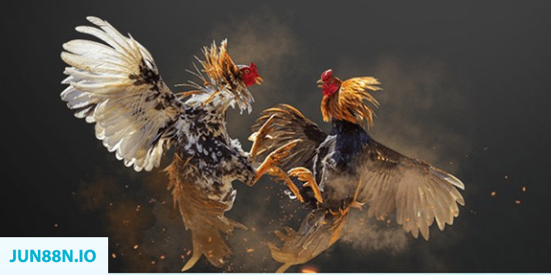 zx88 win đăng nhập sòng bạc miễn phí