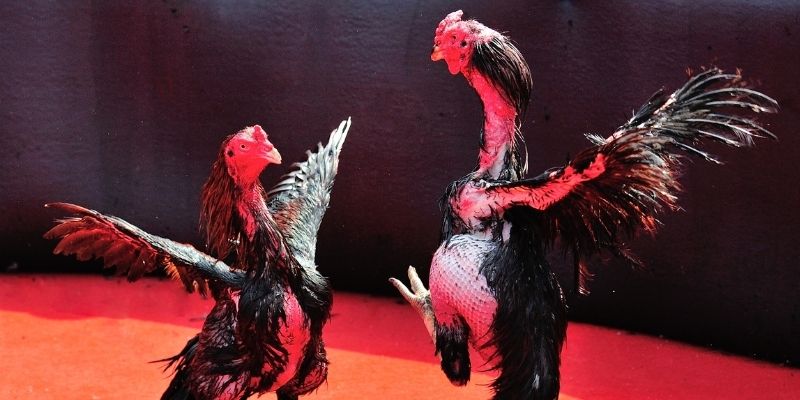 zx88 win Spribe Điện Tử